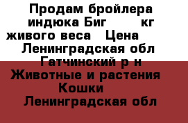 Продам бройлера индюка Биг-6, 27 кг живого веса › Цена ­ 450 - Ленинградская обл., Гатчинский р-н Животные и растения » Кошки   . Ленинградская обл.